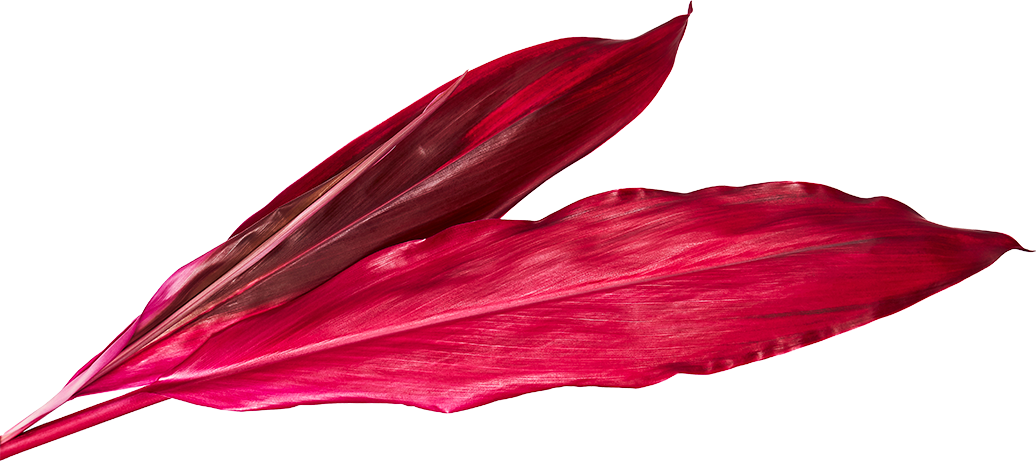 leaf thumb1
